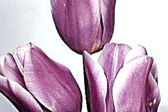  Jesu li tulipani opasni za mačke? 