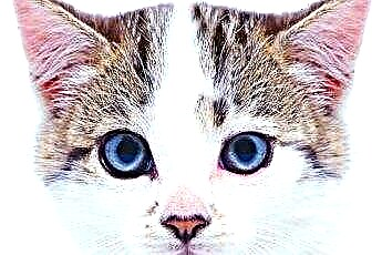  Dois olhos de cores diferentes em gatos 