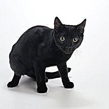  ما نوع القطة التي لديك إذا كانت سوداء؟ 