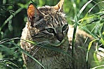  Какъв вид трева обичат да ядат котките? 