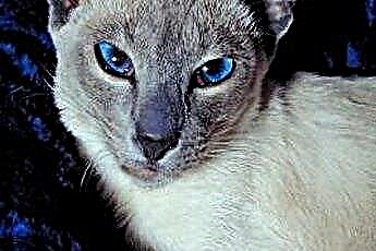  どんな種類の猫が青い目をしていますか？ 