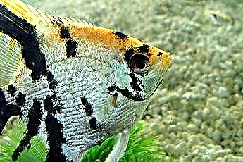  Hvilke typer kiklider kan leve med angelfish? 
