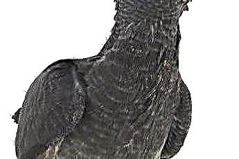  Apa Jenis Benih Burung yang Dimakan Cockatiels? 