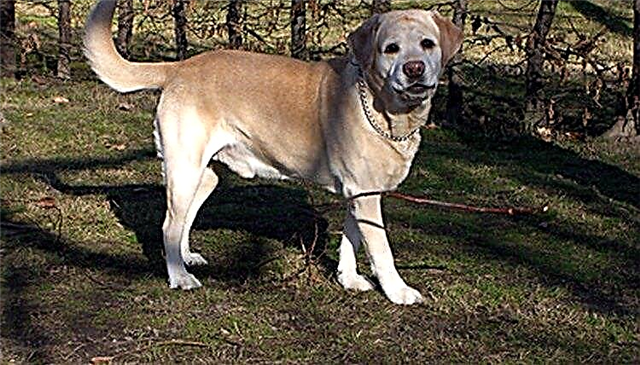  Labradoro šunų tipai 