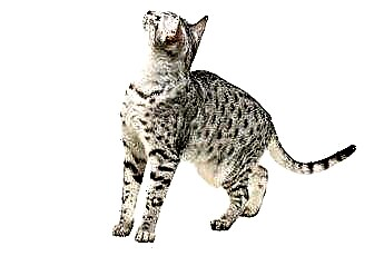  Jenis Kucing Shorthair Grey 