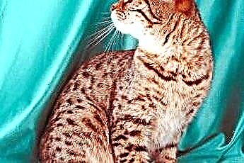  Vrste razstav bengalskih mačk 