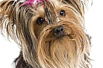  A Yorkie hajvágás típusai a Yorkshire Terrier számára 