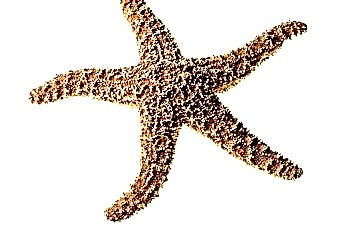  Які унікальні особливості зовнішнього вигляду морської зірки? 