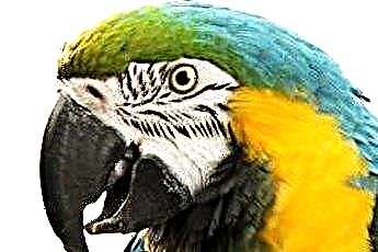  Różne rodzaje infekcji oczu u papug 