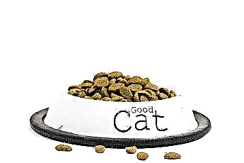  Kako odviknuti mačku od meke hrane 