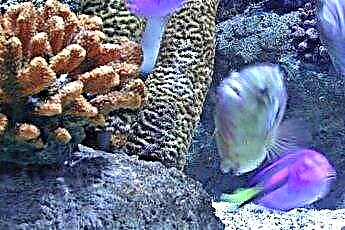  A PH emelésének legjobb módjai egy sósvízi akváriumban 