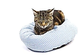  関節炎の猫の気分を良くするための最良の方法 