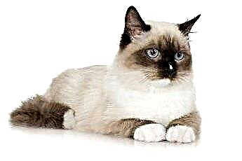  Hvad er whiskers på toppen af ​​et kattehoved? 