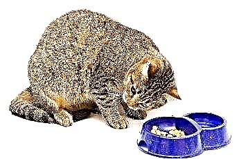 Märkä ruoka vs. Kuivaruoka kissoille 