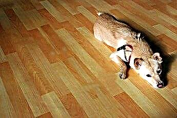  De beste houten vloeren voor huisdieren 