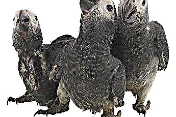  Vermi in pappagalli grigi 