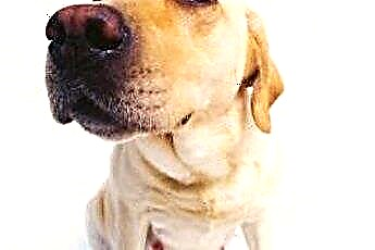  สุนัขพันธุ์ลาบราดอร์สีเหลืองสภาพผิวหนังและการรักษา 