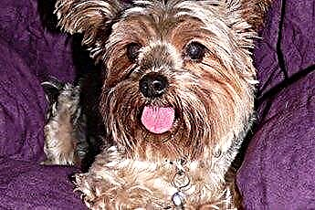  Yorkie Rescue Groups in Texas 